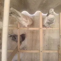 کبوتر جوجه|پرنده|تهران, شوش (باغ آذری)|دیوار