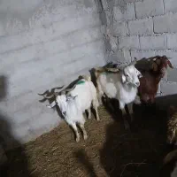 بز تخت وگلون جفتی هم قصابی هم داشتی