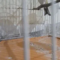 سهره|پرنده|تهران, مسعودیه|دیوار