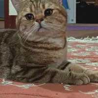 بریتیش|گربه|اهواز, کوی علوی|دیوار