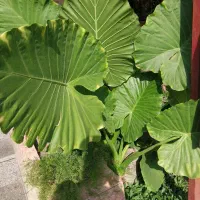 گل بابا آدم|گل و گیاه طبیعی|آستانه اشرفیه, |دیوار