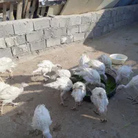 20 عدد بوقلمون|حیوانات مزرعه|مشهد, مقصود آباد|دیوار