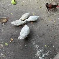 غاز و اردک|حیوانات مزرعه|گرگان, |دیوار