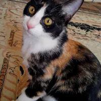 واگذاری رایگان گربه dsh،به خانواده حیوان دوست