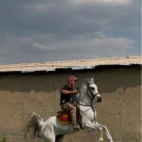 نریان عرب یکسر