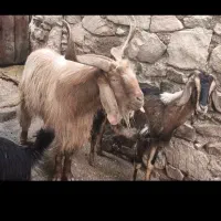 کاوه قوچ بختیاری و پازن|حیوانات مزرعه|سوق, |دیوار