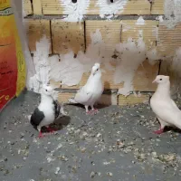 کبوتر|پرنده|پلدختر, |دیوار