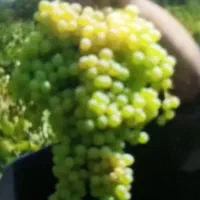 اکیپ کارگر داریم برای باغ و مزرعه|خدمات باغبانی و درختکاری|بروجرد, |دیوار