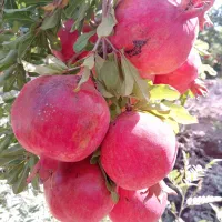 انار عمده روی درخت