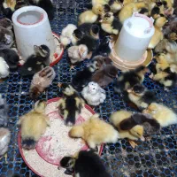 جوجه اردک محلی تعداد ۱۵۰ عدد