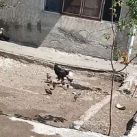 مرغ لاری
