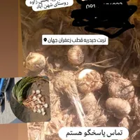 خ ر ی د و ف ر و ش پیاز (بذز) زعفران|عمده‌فروشی|تربت‌حیدریه, |دیوار