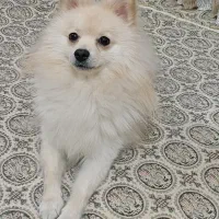 سگ پامر روباهی