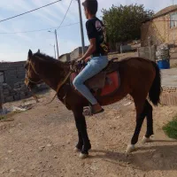 اسب|اسب و تجهیزات اسب‌سواری|مشهد, ثامن|دیوار