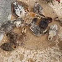 جوجه ۳۰روزه محلی اصل