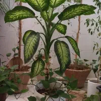 فروش فوری دیفن باخیا با گلدان