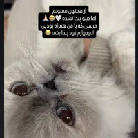 گربه ام گم شده