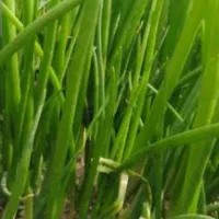 پیاز و که ور مخصوص کلانه