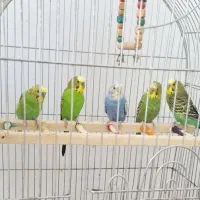 یک جفت مرغ عشق روی تخم با  ۳تا جوجه ۷ماهه