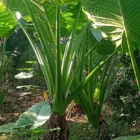 گل بابا ادم حراج بخاطر ساخت ساز