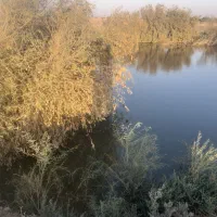 ۱۲ من زمین کشاورزی|اجارهٔ دفتر صنعتی، کشاورزی، تجاری|زابل, |دیوار