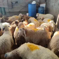 پخش گوسفند خرم آباد و اطراف|حیوانات مزرعه|خرمآباد, |دیوار