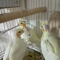 جوجه لوتینو