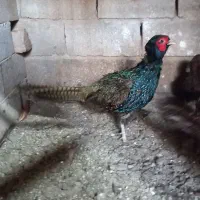 فروش طاووس و پرنده زینتی|پرنده|تهران, خلیج فارس|دیوار