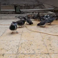 کبوترپلاکی