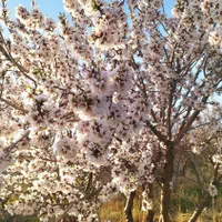 باغ کشاورزی 500متری پل زمانخان