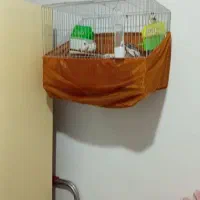 جفت فنچ با ۴ جوجه معاوضه با جوجه قناری