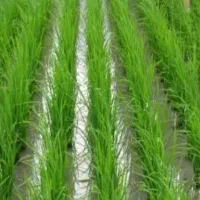 برنج طارم شیروان|خوردنی و آشامیدنی|سیروان, |دیوار