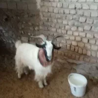 نر بز عالی