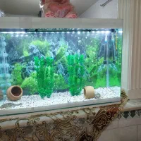 اکواریوم|ماهی|قزوین, |دیوار