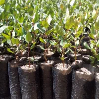 نهال پسته گلدانی