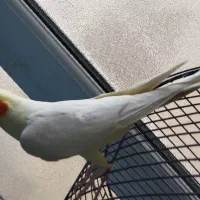 عروس هلندی سخنگو