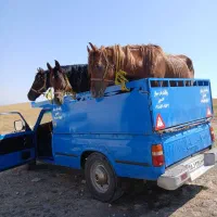 اسب پالونی و سواری