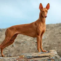 توله سگ شکاری تازی فرعون