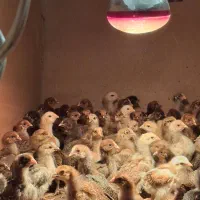 جوجه مرغ محلی