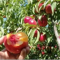 نهالستان حاج عبدالله|خدمات باغبانی و درختکاری|اصفهان, دانشگاه اصفهان|دیوار