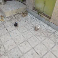 کبوتر