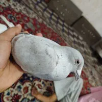 معاوضه با دو عدد مرغ و خروس