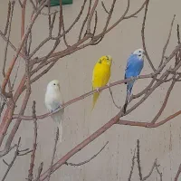 مرغ عشق