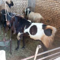 بعده شرط بر.  ویک تیشتر نر