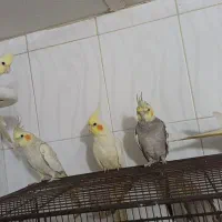 عروس هلندی 850 هزارتومان