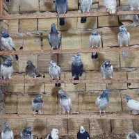 کبوتر شیخی پاکستانی ۵۰عدد|پرنده|بندر ماهشهر, |دیوار