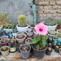 گل کاکتوس شمعدانی ختمی الوورا آگاو