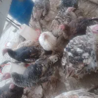 جوجه بوقلمون