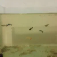 ماهی گوپی|ماهی|بروجرد, |دیوار