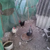 سه عدد خروس دونه ای یک میلیون ۹ماهه هستن